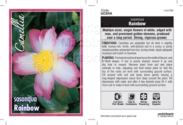 Picture of CAMELLIA RAINBOW                                                                                                                                      