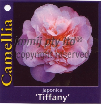 Picture of CAMELLIA TIFFANY                                                                                                                                      