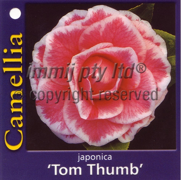 Picture of CAMELLIA TOM THUMB                                                                                                                                    