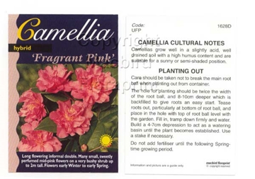 Picture of CAMELLIA FRAGRANT PINK                                                                                                                                