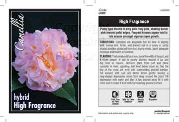 Picture of CAMELLIA HIGH FRAGRANCE                                                                                                                               