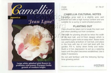 Picture of CAMELLIA JEAN LYNE                                                                                                                                    