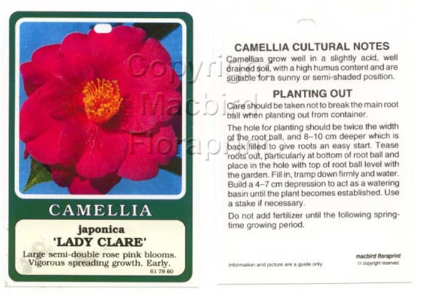 Picture of CAMELLIA LADY CLARE                                                                                                                                   