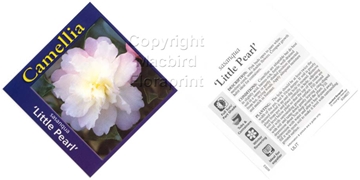 Picture of CAMELLIA SASANQUA LITTLE PEARL                                                                                                                        