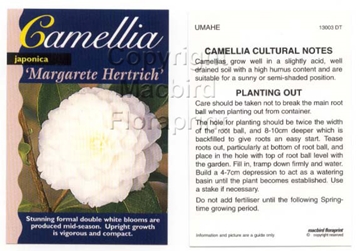 Picture of CAMELLIA MARGARETE HERTRICH                                                                                                                           