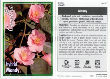 Picture of CAMELLIA MANDY                                                                                                                                        