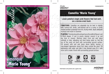 Picture of CAMELLIA SASANQUA MARIE YOUNG                                                                                                                         