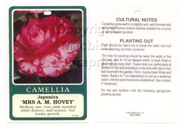 Picture of CAMELLIA MRS A M HOVEY                                                                                                                                