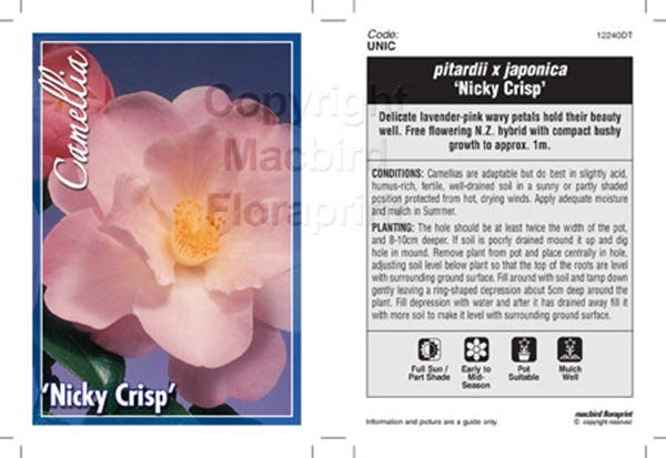 Picture of CAMELLIA NICKY CRISP                                                                                                                                  