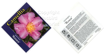 Picture of CAMELLIA SASANQUA ROSEA                                                                                                                               