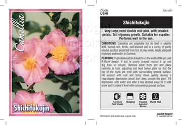 Picture of CAMELLIA SASANQUA SHICHIFUKUJIN                                                                                                                       