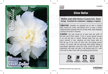 Picture of CAMELLIA SASANQUA SILVER DOLLAR                                                                                                                       