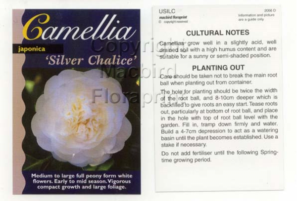 Picture of CAMELLIA SILVER CHALICE                                                                                                                               