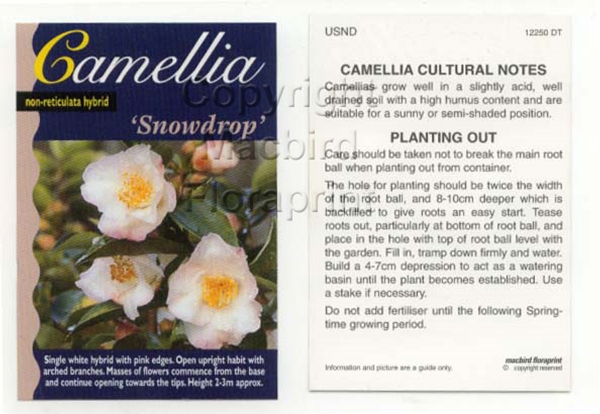 Picture of CAMELLIA SNOWDROP                                                                                                                                     