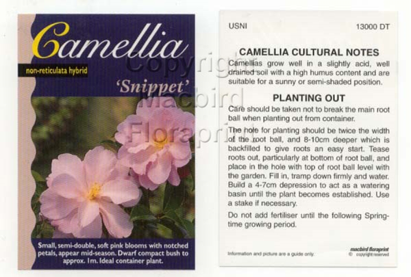 Picture of CAMELLIA SNIPPET                                                                                                                                      