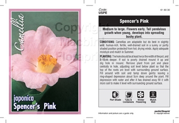 Picture of CAMELLIA SPENCERS PINK                                                                                                                                