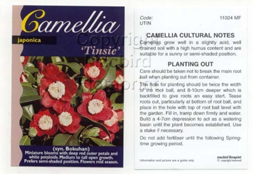 Picture of CAMELLIA TINSIE (SYN BOKUHAN)                                                                                                                         