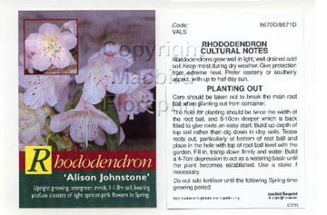 Picture of RHODODENDRON ALISON JOHNSTONE                                                                                                                         