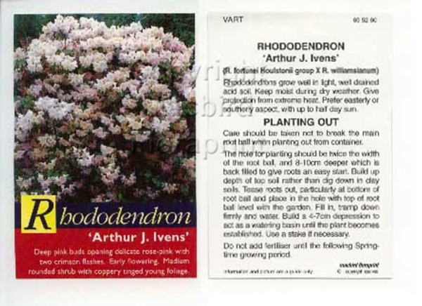 Picture of RHODODENDRON ARTHUR J IVENS                                                                                                                           