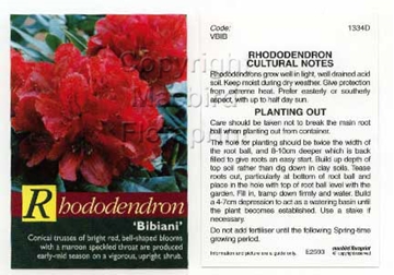 Picture of RHODODENDRON BIBIANI                                                                                                                                  