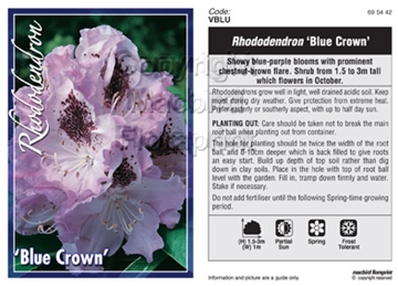 Picture of RHODODENDRON BLUE CROWN                                                                                                                               