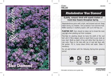 Picture of RHODODENDRON BLUE DIAMOND                                                                                                                             