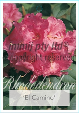 Picture of RHODODENDRON BLUE ENSIGN                                                                                                                              