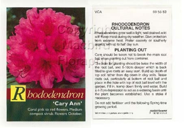 Picture of RHODODENDRON CARY ANN                                                                                                                                 