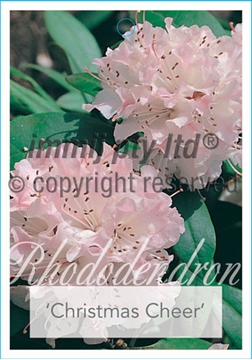 Picture of RHODODENDRON CHRISTMAS CHEER                                                                                                                          