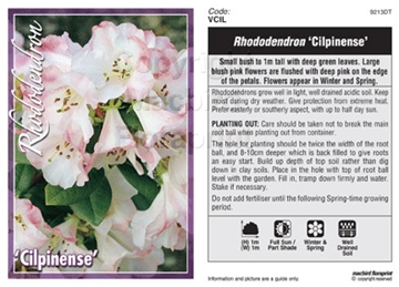 Picture of RHODODENDRON CILPINENSE                                                                                                                               