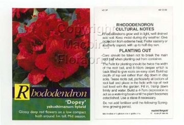 Picture of RHODODENDRON DOPEY                                                                                                                                    