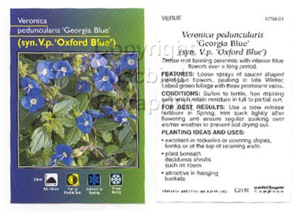 Picture of VERONICA PEDUNCULARIS GEORGIA BLUE SYN OXFORD BLUE                                                                                                    