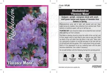Picture of RHODODENDRON FLORENCE MANN                                                                                                                            
