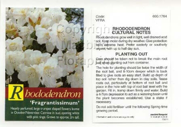 Picture of RHODODENDRON FRAGRANTISSIMUM                                                                                                                          
