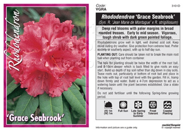 Picture of RHODODENDRON GRACE SEABROOK                                                                                                                           