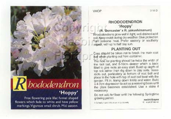 Picture of RHODODENDRON HOPPY                                                                                                                                    