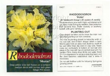 Picture of RHODODENDRON HOTEI                                                                                                                                    