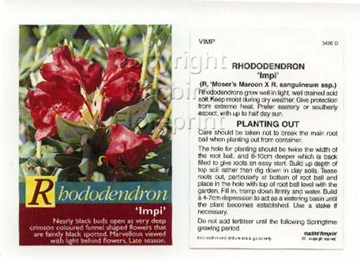 Picture of RHODODENDRON IMPI                                                                                                                                     