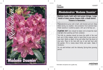 Picture of RHODODENDRON MADAME DOUMIER                                                                                                                           