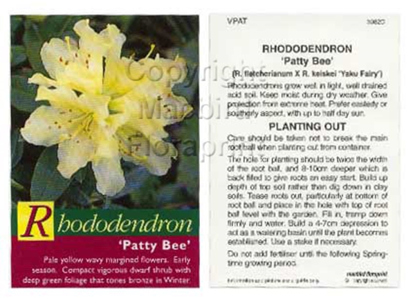Picture of RHODODENDRON PATTY BEE                                                                                                                                