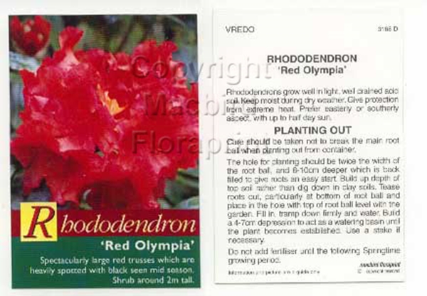 Picture of RHODODENDRON RED OLYMPIA                                                                                                                              