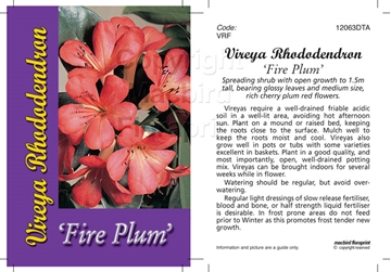 Picture of RHODODENDRON VIREYA FIREPLUM                                                                                                                          