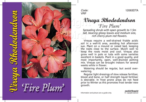 Picture of RHODODENDRON VIREYA FIREPLUM                                                                                                                          