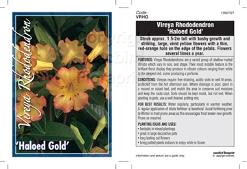 Picture of RHODODENDRON VIREYA HALOED GOLD                                                                                                                       