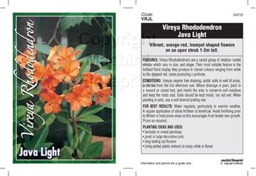 Picture of RHODODENDRON VIREYA JAVA LIGHT                                                                                                                        