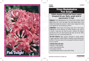 Picture of RHODODENDRON VIREYA PINK DELIGHT                                                                                                                      