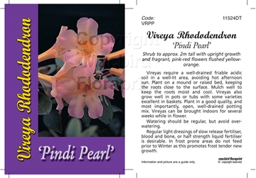 Picture of RHODODENDRON VIREYA PINDI PEARL                                                                                                                       
