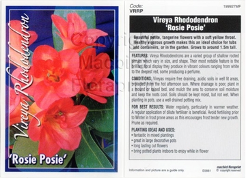 Picture of RHODODENDRON VIREYA ROSIE POSIE                                                                                                                       
