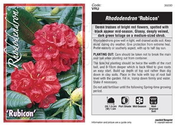Picture of RHODODENDRON RUBICON                                                                                                                                  