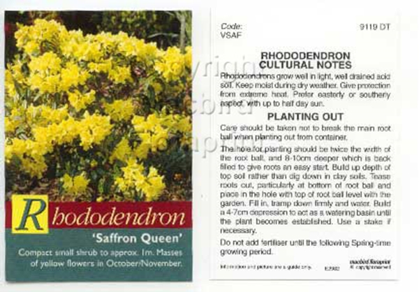 Picture of RHODODENDRON SAFFRON QUEEN                                                                                                                            